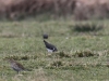 08 Meerbruchwiesen fuenf  Goldregenpfeifer 03.03.2016