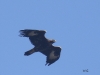 01 Steinadler Heudamm 08.03.2016 269