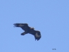 04 Steinadler Meerbruchwiesen08.03.2016