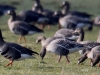 05 Kurzschnabelgans  Meerbruchwiesen 08.03.2016