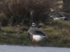 07   ---   RK2 Blessgans  Kleines Vogelbiotop  08.03.2016 495