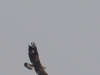 02 Steinadler Naehe Seeadlerhorst   09.03.2016