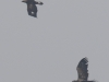 01 Steinadler  jg. Seeadler Meerbruchwiesen 10.03.2016