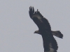 03 Steinadler mit Ring Meerbruchwiesen 10.03.2016