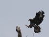 01 Steinadler vs. Seeadler 15.03.2016