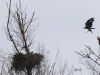 02 Steinadler vs. Seeadler 15.03.2016