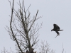 03 Steinadler vs. Seeadler 15.03.2016