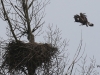 04 Steinadler vs. Seeadler 15.03.2016