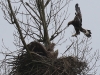 05 Steinadler vs. Seeadler 15.03.2016
