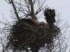 06 Steinadler vs. Seeadler 15.03.2016