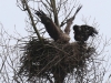 07 Steinadler vs. Seeadler 15.03.2016