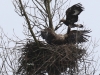 08 Steinadler vs. Seeadler 15.03.2016