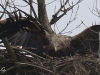 09 Steinadler vs. Seeadler 15.03.2016