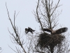 10 Steinadler vs. Seeadler 15.03.2016 537