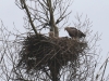 11 Steinadler vs. Seeadler 15.03.2016 002