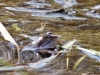01  Moorfrosch Huette II