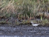 02 Waldwasserlaeufer Vogelbiotop