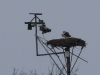 gut, dass der Steinadler unser Gebiet verlassen hat 28.03.2016