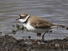 01 Flußregenpfeifer Vogelbiotop 29.03.2016