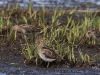 02 Bekassinen Vogelbiotop  04.04.2016
