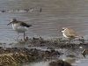 03 Waldwasserlaeufer + Flußregenpfeifer Vogelbiotop 29.03.2016 420