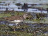 04 Waldwasserlaeufer Vogelbiotop   04.04.2016
