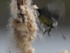 05 Kohlmeise Rohrkolben Vogelbiotop 04.04.2016