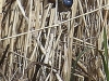 06 Blaukehlchen  Vogelbiotop 04.04.2016
