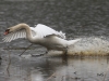 01 Hoeckerschwan Vogelbiotop 05.04.2016