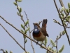 05 Blaukehlchen Biotoperw. 05.04.2016