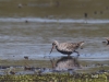 02 Dunkelwasserlaeufer Vogelbiotop  21.04.2016