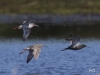 03 Dunkelwasserlaeufer + Rotschenkel  21.04.2016
