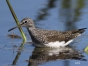 04 Waldwasserlaeufer 21.04.2016