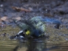 05 Raetselvogel Pfuetze Mardorf 21.04.2016
