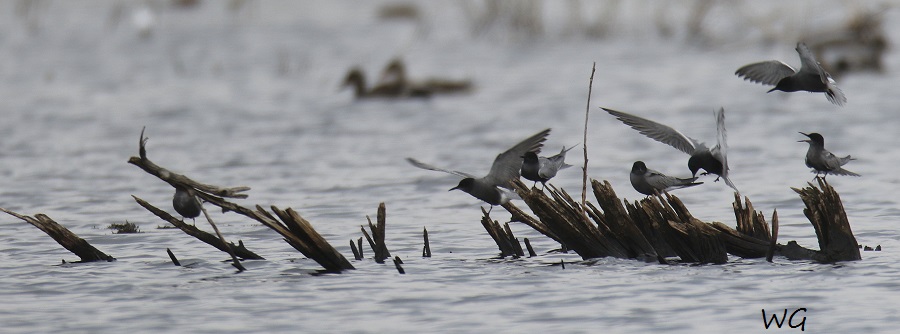06 Trauerseeschwalben Biotoperw.  30.04.2016