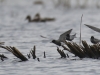 06 Trauerseeschwalben Biotoperw.  30.04.2016