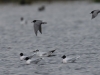 08  Trauerseeschwalben Zwergmoewen BErw. 30.04.2016