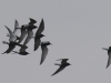 09 Trauerseeschwalben  Biotoperw. 30.04.2016