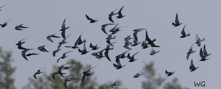 01 Trauerseeschwalben Biotoperw. 06.05.2016