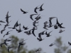 01 Trauerseeschwalben Biotoperw. 06.05.2016