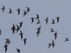 02 Trauerseeschwalben Biotoperw. 06.05.2016