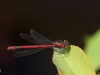 01 Fruehe Adonislibelle Heudamm 10.05.2016 015