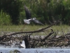 03 Stelzenlaeufer Biotoperw. 11.05.2016