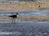 04 Stelzenlaeufer Vogelbiotop 11.05.2016