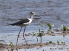 05 Stelzenlaeufer Vogelbiotop 11.05.2016