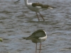 06 Stelzenlaeufer Vogelbiotop 11.05.2016 280