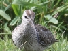 07 Regenbrachvogel Meerbruchwiesen  11.05.2016