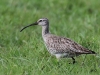 08 Regenbrachvogel Meerbruchwiesen 11.05.2016