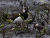 Kibitz mit Nachwuchs Katzenhide Vogelbiotop  17.05.2016