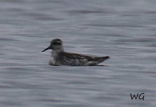 02 Thorshue hnchen Biotoperweitrung 25.05.2016 110